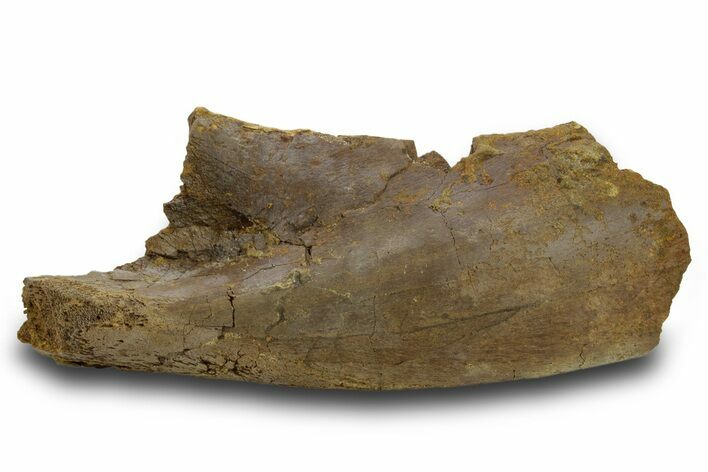 Dinosaur Rib Bone Section - Wyoming #380405